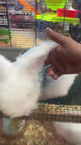Here's a description of the video:

The video shows a white rabbit in a cage wearing a light blue polka-dot dress with a blue bow. Two hands are shown adjusting the dress on the rabbit. The cage has a green wire mesh bottom. The cage contains various toys and feeding dishes. The backdrop shows shelves filled with products in a store. The hands briefly pet the rabbit after adjusting the dress.