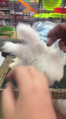 Pet rabbits dressed in clothing observed in Villa El Salvador
