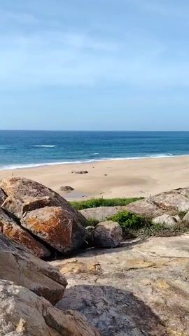 This video shows a panning shot of a rocky coastline overlooking a beach and the ocean. The foreground is dominated by large, rough, tan-colored rocks. To the left and center, there are patches of green vegetation growing among the rocks. Beyond the rocks is a sandy beach, and further out is the blue ocean with gentle waves. In the distance, a line of green trees can be seen bordering the coastline, and the sky is a clear, light blue. There are no people or any other objects visible in the video. The camera pans from left to right, revealing more of the coastline and the vegetation.