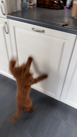 Toy poodle up on its hind legs in a Dutch kitchen