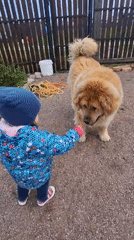 Child plays with dog, toy horse at Russian villages