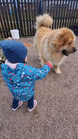 Child plays with dog, toy horse at Russian villages