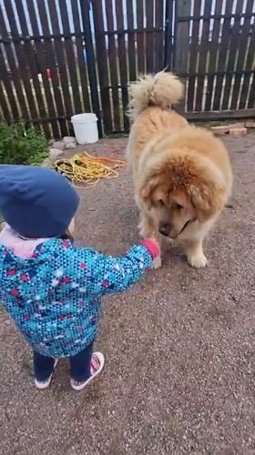 Child plays with dog, toy horse at Russian villages
