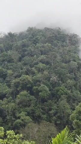 The video shows a dense, green forest on a misty day. The trees are lush and cover the rolling hills. The mist hangs low, partially obscuring the tops of the trees and the background. In the foreground, there are some large, green palm fronds. The overall atmosphere is serene and natural, suggesting a tropical or subtropical environment.