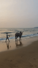 Men lead bull along beach at sunset in Querim