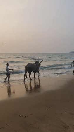 Men lead bull along beach at sunset in Querim