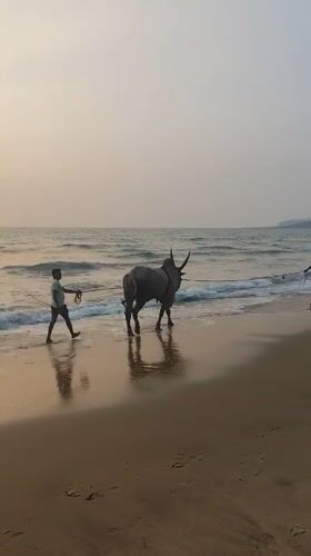 Men lead bull along beach at sunset in Querim