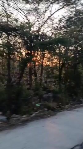 The video shows a low-angle, slightly blurred perspective of a paved road with a white line marking the edge. On the left side of the road, there is a wooded area with trees, some of which are bare or have sparse leaves. Sunlight is visible filtering through the trees in the background, suggesting it might be dawn or dusk. The ground in the wooded area appears to be covered with leaves and rocks. The video appears to be shot from a moving vehicle, possibly a car or bicycle, judging by the motion blur and the angle. There are no people or other distinct objects visible in the video besides the road and the natural environment.