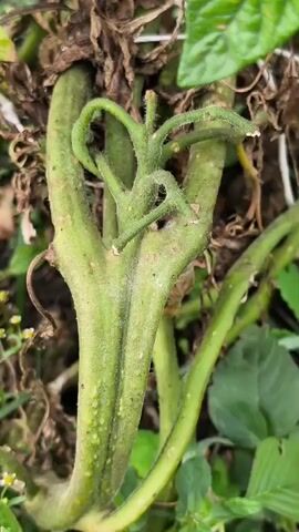 A close-up video shows the stem of a plant with a bifurcated branch. The stem is green and appears fuzzy with small brown spots scattered across it. The bifurcated branches are also green, with one branch bending sharply in a curve. Small, light-colored dots are visible on the surface of the stem. The background is blurred, but it appears to be a garden setting with green leaves and some dried brown foliage. The lighting suggests it is daytime.