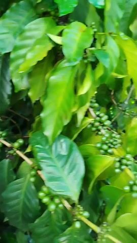 A camera slowly pans vertically and then horizontally across a vibrant green coffee plant, showcasing numerous clusters of unripe, green coffee berries attached to the branches. Lush green leaves fill the frame, with some appearing brighter due to sunlight.