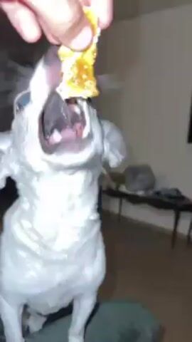 A white dog is fed a piece of food by a hand. The dog eagerly reaches up and swallows the food in one bite. The dog appears to be a small breed, possibly a chihuahua mix, and is sitting on a green surface. In the background, there's a blurred view of a room with a TV, a wicker chair, and a dark table. The lighting in the room is subdued.