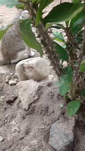 A cat with white and grey tabby markings sits on the ground near a thorny plant. The cat looks toward the camera. The ground is covered with dirt, small rocks, and larger stones.
