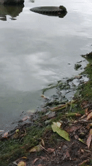 Quiet morning at a Ukrainian riverbank, cat included