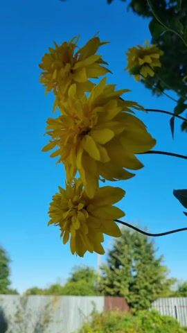 A close-up video shot from a low angle shows a cluster of three yellow flowers against a bright blue sky. The flowers have multiple layers of petals. In the background, out of focus, are green trees, a fence, and a hint of foliage. The video pans slightly upward, revealing more of the sky and the upper portion of the flower stem.