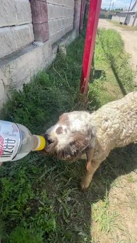 A person's hand holds a clear plastic bottle filled with water, offering it to a young sheep. The sheep, with curly off-white and brown fur, is positioned on green grass next to a brick wall. A red post stands behind the sheep. The scene appears to be outdoors in daylight, with a dirt path and houses visible in the background. The sheep is actively drinking from the bottle.