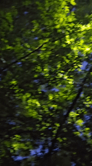 Evening garden walk through blooming flowers in Vyshneve