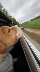 Dog enjoys car ride with head out window in Rusalevka