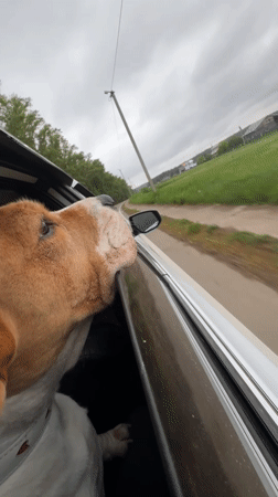 Dog enjoys car ride with head out window in Rusalevka