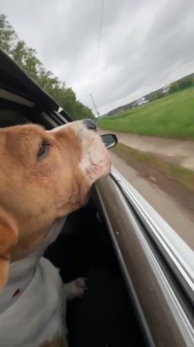 Dog enjoys car ride with head out window in Rusalevka