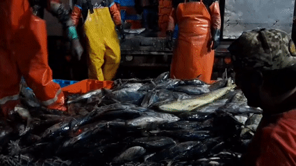 Night fish sorting on the docks in Chimbote, Peru