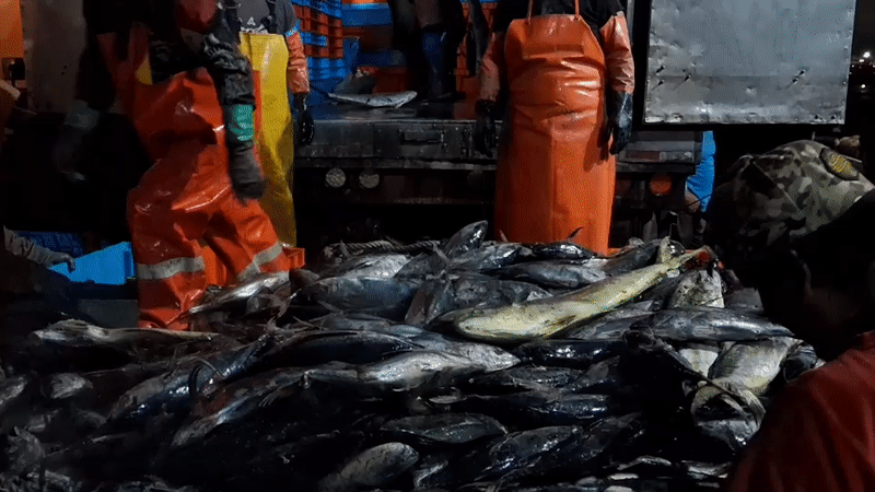 Night fish sorting on the docks in Chimbote, Peru
