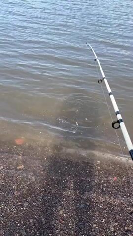 The video shows someone fishing near a rocky shore. A fishing rod is visible in the foreground. The line is taut and a small, eel-like fish is visible, hooked and thrashing in the water near the shoreline. The water is slightly murky, and small waves are lapping against the shore. The shoreline consists of dark-colored pebbles and small rocks. The sky appears clear and the water is reflecting sunlight. The shadow of the person holding the fishing rod is visible on the shoreline.