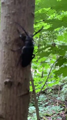 A black beetle with long antennae climbs up the side of a tree trunk. The tree trunk is rough and brown. Green leaves are visible in the background, suggesting an outdoor, forested environment. The video is shaky and the focus shifts slightly at times.
