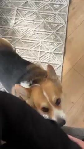 A hand in a black sleeve is seen petting a Corgi dog. The dog is standing on the floor, with a gray and white patterned rug partly visible in the background, and light wood flooring elsewhere. The dog is primarily brown with a black back and white markings, and wears a green collar. The hand moves from the dog’s head along its back as it is being petted.