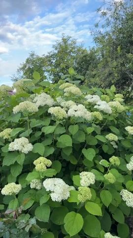 The video shows a bush with white flowers and green leaves. The sky is blue with some clouds. There are trees in the background. The camera is moving slightly upwards.