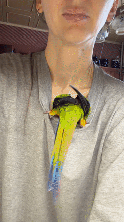 Woman plays with colorful parrot in Khimki home