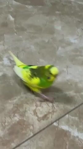 A budgerigar is on a tiled floor next to a black container. The bird is yellow and green with black markings. The budgerigar is walking and looking around.