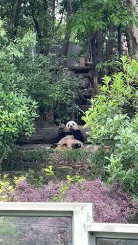 The video shows a panda bear sitting on the ground in a grassy area, eating. The panda is surrounded by green foliage and logs. There is a staircase made of logs behind the panda. A purple flowering plant is visible in the foreground. The scene is viewed through a glass window with a metal frame.