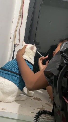 Injured white cat receives medical care in North Jakarta