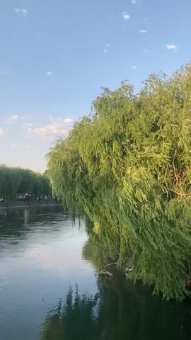 The video pans across a serene river scene with lush green weeping willow trees lining the bank. The sun is low in the sky, casting a warm glow on the water and foliage. Several birds are visible flying in the distance, and a few people can be seen gathered near the trees on the far side of the river. The water reflects the sky and the overhanging branches, creating a peaceful and picturesque atmosphere.
