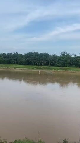 The media depicts a wide, muddy river with a person standing in the shallow water on the near bank. The person appears to be engaged in an activity, possibly fishing or washing, as they are holding what looks like a net or a similar tool. To the right of the person, a small, blue boat is moored near the bank. The river itself is calm, with gentle ripples on its surface reflecting the sky and the surrounding landscape.

The background features a lush, green embankment lined with palm trees, suggesting a tropical or subtropical location. The dense foliage of the palm trees creates a distinct treeline that stretches across the frame. Beyond the treeline, a hazy sky with scattered clouds is visible, indicating it is daytime, likely late afternoon or early morning given the soft light.

The scene is tranquil and evokes a sense of rural life. The environment appears natural and uncultivated, except for the organized rows of palm trees which might indicate agricultural activity, possibly oil palm plantations. There is no visible text in the media. The overall mood is peaceful and serene, focusing on the simple interaction of a person with the natural environment and a traditional mode of transportation or work. The location context of Air Molek, Indonesia, further solidifies the interpretation of a Southeast Asian rural setting.