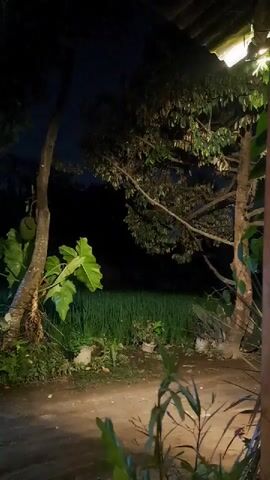 A dimly lit, nighttime scene captured from a porch or overhang. A dirt path is visible in the foreground, with various plants and foliage. To the left, a tree trunk rises, adorned with large, green leaves. Further back, a field of green crops, likely rice paddies, stretches into the darkness. Two trees are prominent, with their branches reaching towards the night sky. To the far left, a small, open-sided structure with a roof is partially visible, illuminated by a light source. The overall atmosphere is serene and rural.