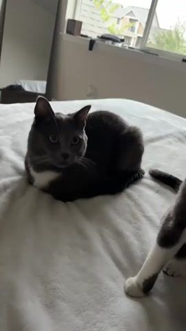 A gray cat with a white chest is loafing on a white, textured surface, possibly a bed. The cat is looking upwards and to the left with wide eyes, appearing alert. A black, wire-like object, possibly a massager, is held above and to the right of the cat's head. Another cat's white paw with gray markings is visible in the lower right corner of the frame. The background shows a window with natural light and some blurred indoor elements.