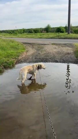 The video shows a light-colored dog, possibly a labrador, standing in a large puddle. It is leashed with a metal chain. The dog is in a rural setting with a road visible in the background. The dog looks around, occasionally moving its feet in the water. The sky is partially cloudy. The dog's reflection is visible in the puddle. There is tall grass and greenery on the side of the puddle, and a utility pole is visible in the background.