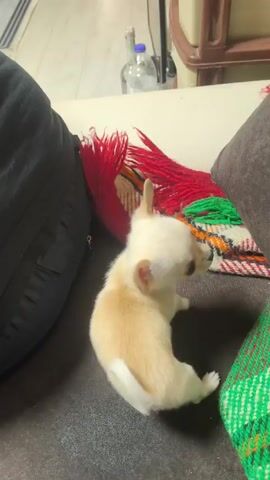 A light tan Chihuahua puppy with white paws is on a dark gray couch. There is a large black pillow on the left side of the frame and a brown pillow on the right. A multicolored pillow lies between the black and brown pillows. In the background, a bottle of water is visible on a light-colored floor. The puppy is walking around on the pillows.