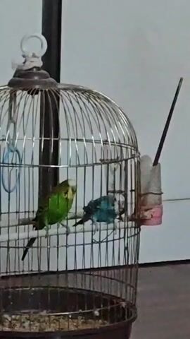 A stationary medium shot shows two budgies in a silver metal birdcage. The cage has a dark brown base and a round top with a handle. Two perches run horizontally across the cage. A small pink and clear plastic feeder hangs on the right side of the cage. The budgie on the left is green with black markings and a yellow head. The budgie on the right is blue with black markings. Both birds are facing forward, and appear to be alert. The background is out of focus, but appears to be a light-colored wall. The floor beneath the cage is a dark wood grain.