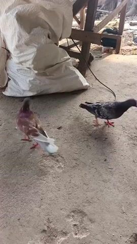 The video shows two pigeons on a dirt or concrete ground. One pigeon, mostly brown and white, is facing left, with its head down as if foraging. Another pigeon, darker gray with some white and red markings, is partially visible on the right, also facing left and with its head down. Behind them, there's a large white sack, a wooden structure, and some debris in the background, suggesting an outdoor or semi-enclosed area. The lighting is natural, indicating daytime.