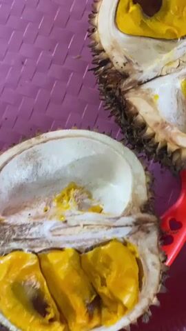 The video displays a close-up view of durian fruit, which has been cut open. The durian flesh is a vibrant yellow color, and some of the seeds are visible within the flesh. The fruit is placed on a pink, textured surface. A red plastic utensil, possibly a knife or a spoon with a heart-shaped detail, is partially visible in the lower right corner of the frame. The lighting is bright, highlighting the details of the durian. The camera slowly pans and zooms, offering different perspectives of the fruit. No people are visible in the video.