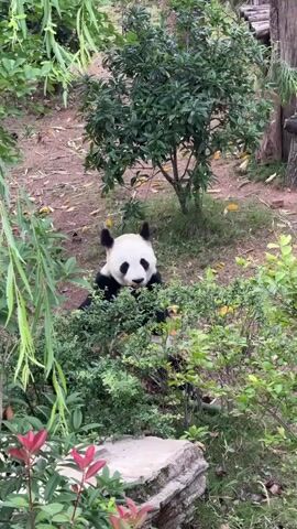 A panda is in the center of the frame, partially hidden by green foliage. It is looking directly at the camera with its distinctive black and white markings. The panda's paws are visible, and it appears to be eating something. The background consists of dirt, fallen leaves, and trees, suggesting an outdoor, naturalistic enclosure. The lighting is overcast, indicating a cloudy day.