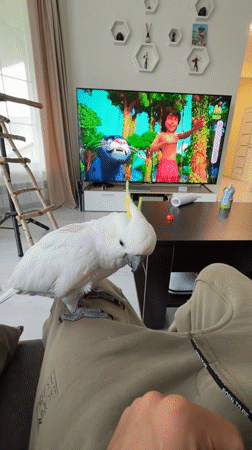 Exotic birds interact with owners in Russian home