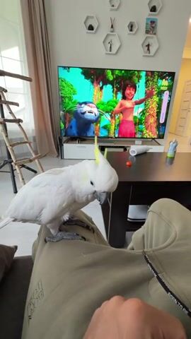 A person is sitting down, wearing a light green hooded sweatshirt and light-colored pants. A white parrot with a yellow crest is perched on their lap. The person’s hand is gently petting the parrot’s chest and under its wing, causing the parrot to stretch out its wings. In the background, a large television screen displays a cartoon scene with a boy and a panther. A dark brown coffee table sits in front of the TV, holding a few small items. To the left of the screen is a tall, wooden ladder-like structure. The room has neutral-colored walls and a window with sheer curtains. The video is shot from a first-person perspective.