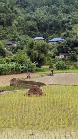 The video shows a pastoral scene in a rural area. In the foreground, a field of young green rice shoots is visible, with a pile of dried vegetation in the middle. In the middle ground, a muddy, flooded rice paddy is being worked on by two individuals. One person, dressed in dark clothing and a conical hat, is operating a tiller, churning the mud. Another person, sitting on the edge of the paddy, appears to be observing or resting. Behind the paddy, a village is nestled among lush green trees on a hillside. Several houses with various colored roofs are scattered across the slope, with dense vegetation covering the upper reaches of the hill. The overall impression is one of agricultural activity in a verdant, hilly landscape.