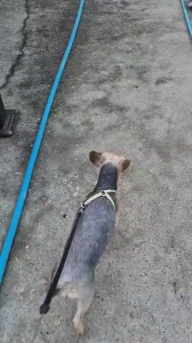 The video shows a small dog on a leash walking on a concrete path, which transitions to concrete tiles around a pool. The dog is grey and tan with upright ears. It is wearing a grey harness. A blue hose runs along the path. Piles of broken concrete tiles are scattered on the side of the path near the pool. The pool itself is empty and appears to be under construction or renovation. The dog walks, sniffs the ground, and occasionally kicks its back leg in a brief scratching motion.