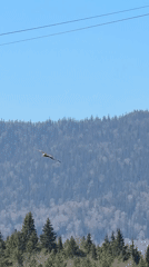 Wildlife Activity Documented in Tyulyuk: Bird and Ant Colony