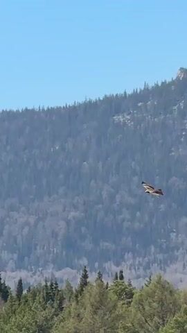 The video shows a bird, likely an eagle or hawk, soaring in the sky. The bird has a mix of dark and light brown feathers. It flies in front of a backdrop of a tree-covered mountain under a clear blue sky. Power lines are visible near the top of the frame.