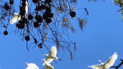 Egrets in the pines, oleander blooming, waterside Taranto